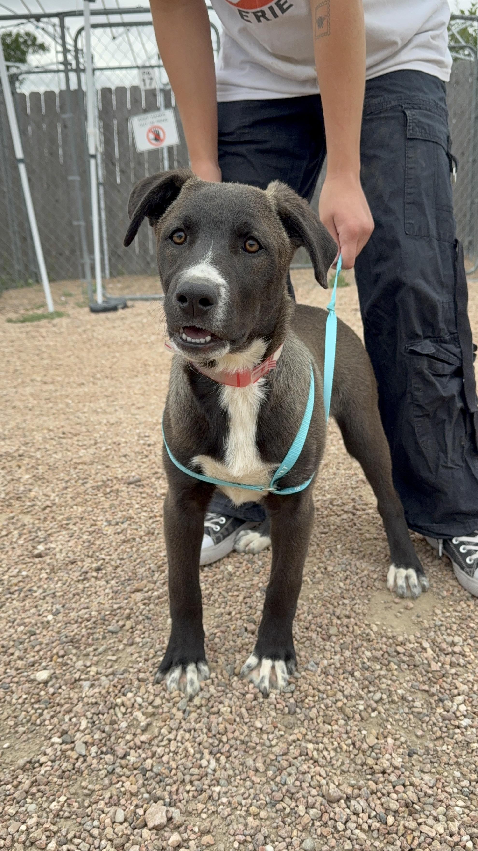 408-26 (Juan), a ADOPTABLE mixed breed in Brighton, CO image 2/6