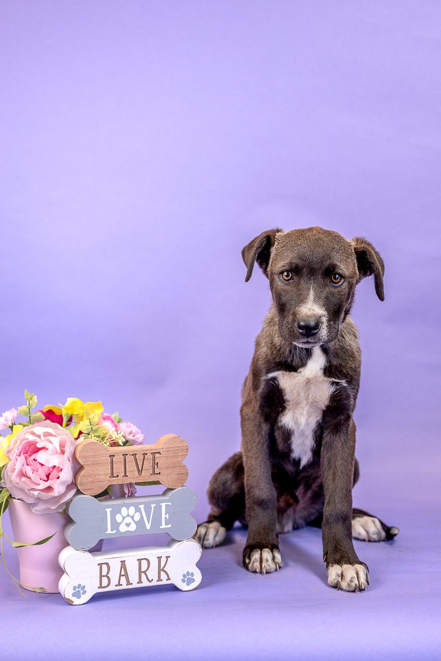 Enlarge 408-26, a ADOPTABLE mixed breed in Brighton, CO image 1/1