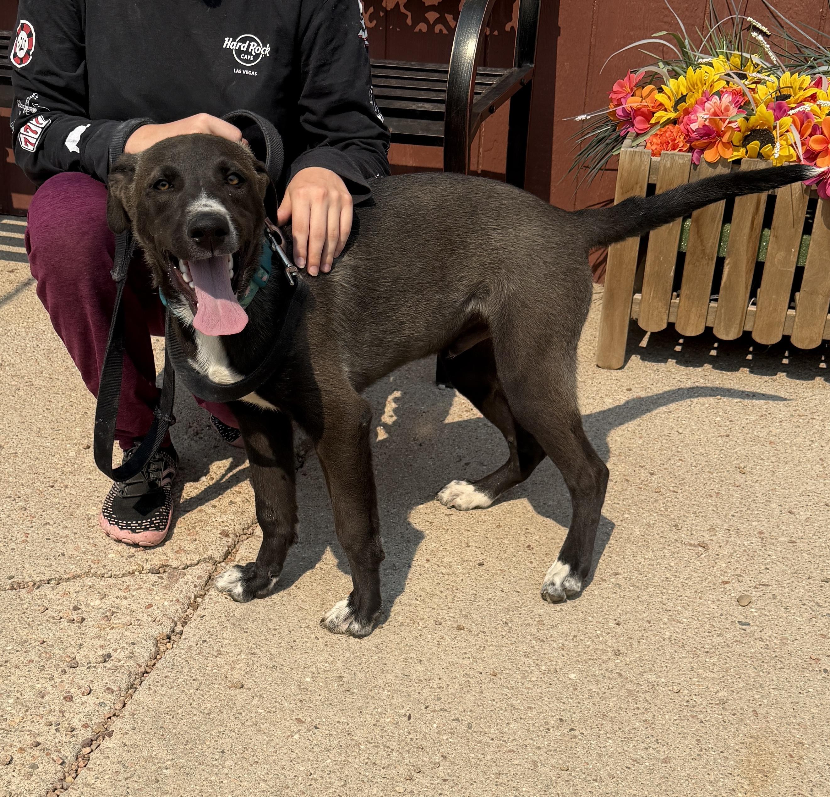 408-26 (Juan), a ADOPTABLE mixed breed in Brighton, CO image 6/6