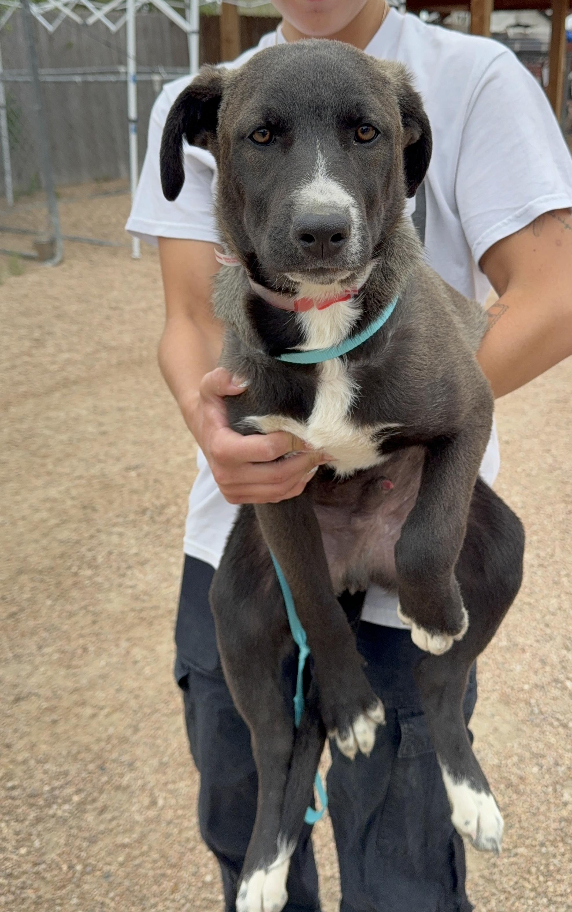 408-26 (Juan), a ADOPTABLE mixed breed in Brighton, CO image 3/6