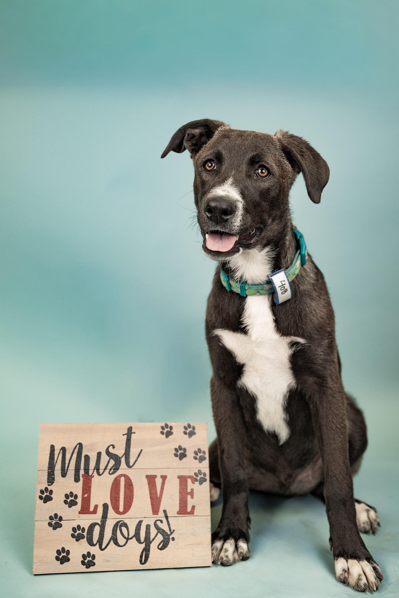 408-26 (Juan), a ADOPTABLE mixed breed in Brighton, CO image 1/6