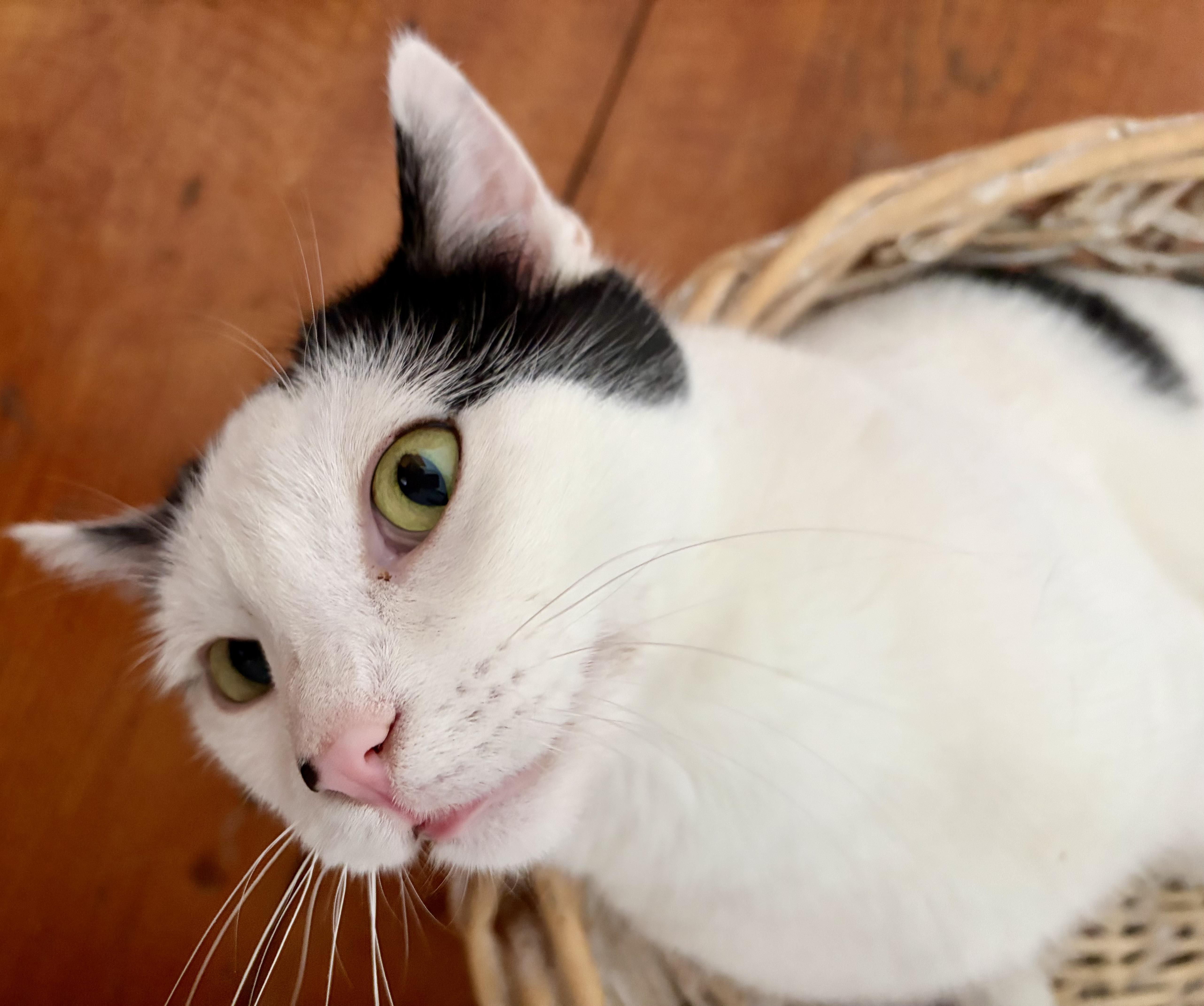 Enlarge Oreo, a Adoptable Domestic Short Hair in Cortland, NY image 3/4
