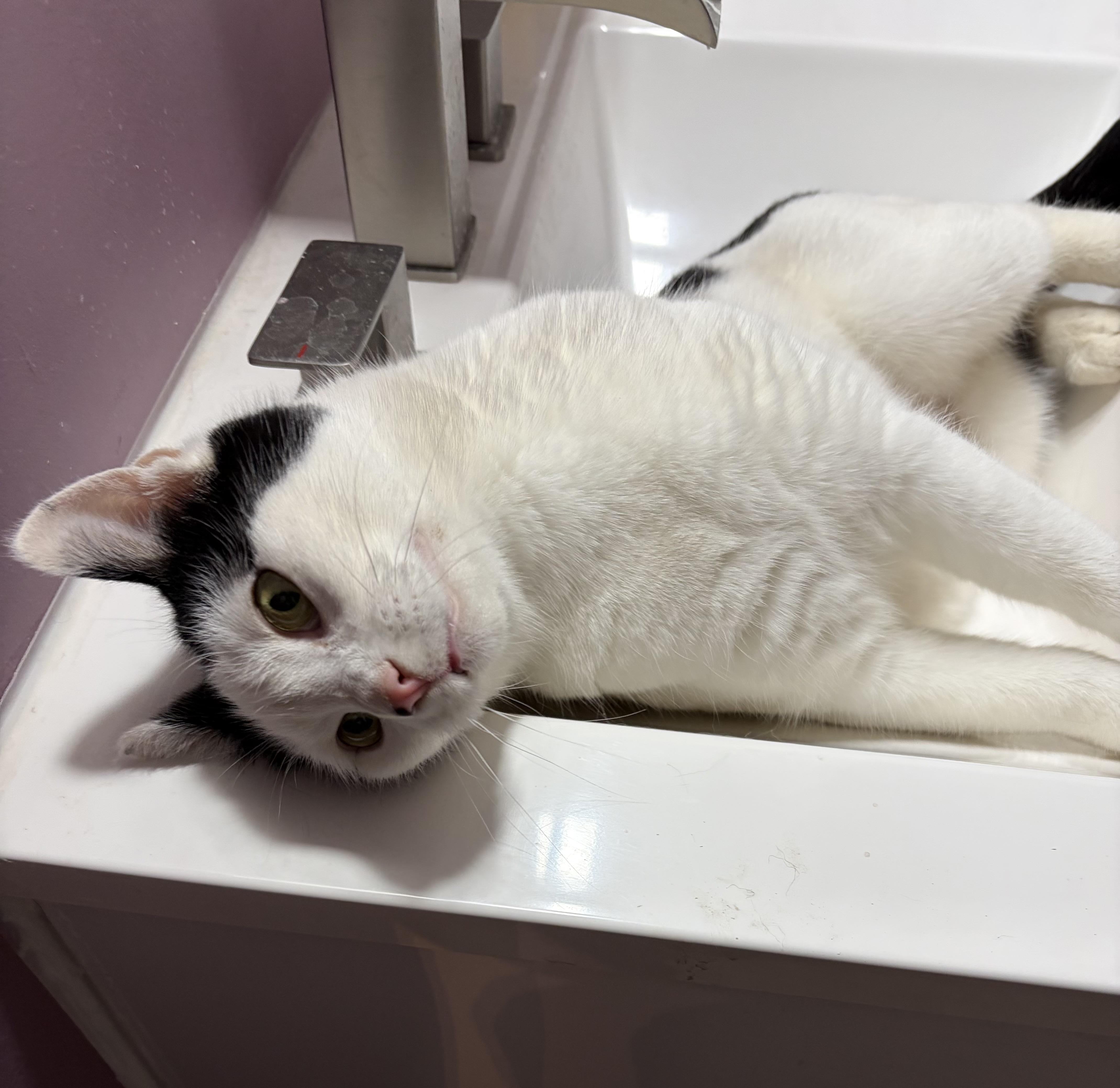 Oreo, Adoptable, Adult Female Domestic Short Hair.