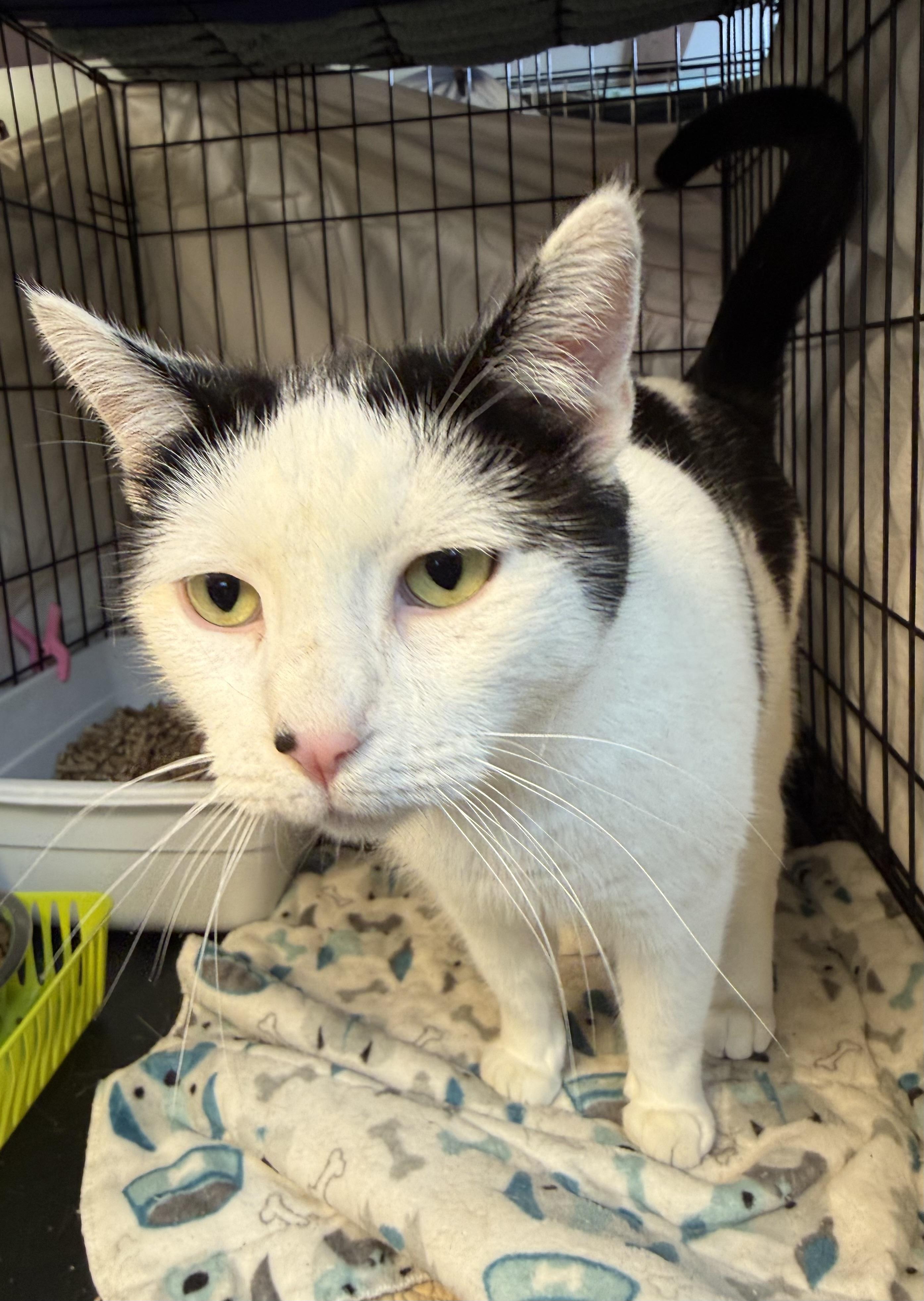 Oreo, an adoptable Domestic Short Hair in DeWitt, NY image 5/5