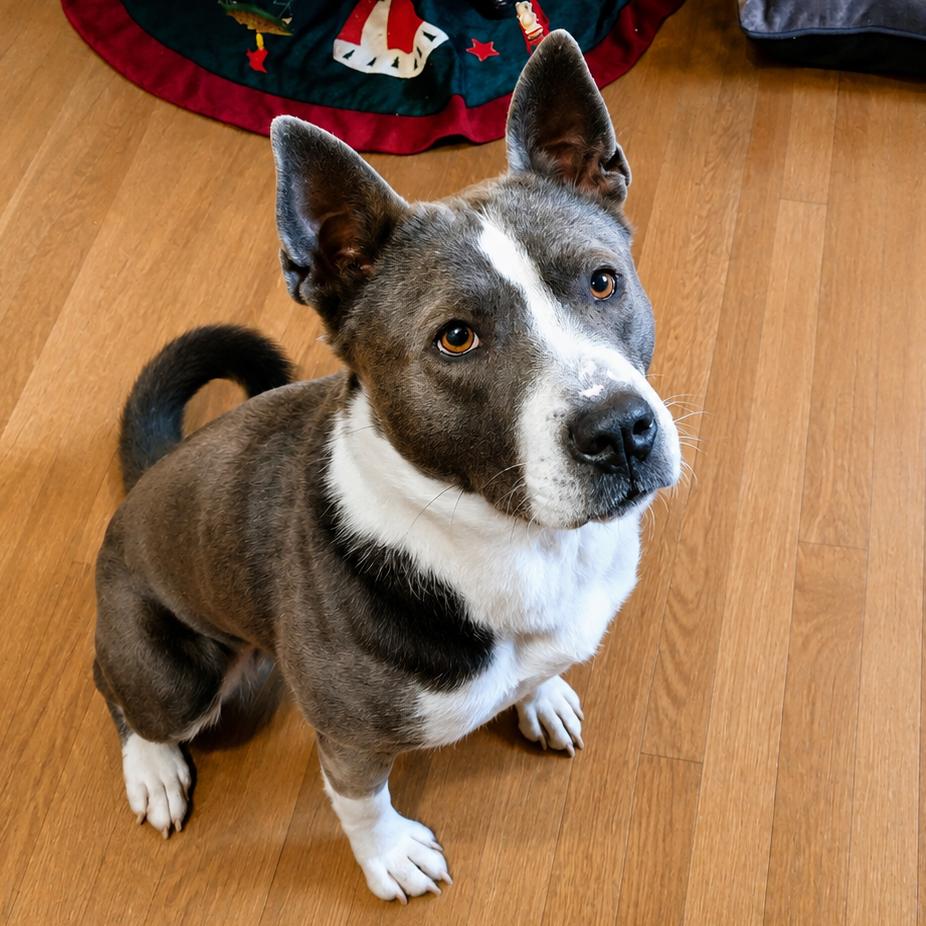 Enlarge Willamina, a Adoptable mixed breed in Wichita, KS image 2/3