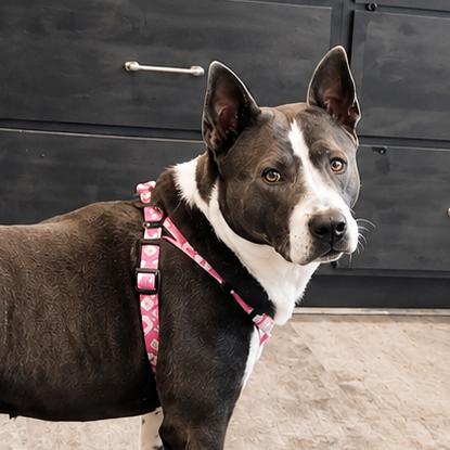 Enlarge Willamina, a Adoptable mixed breed in Wichita, KS image 3/3