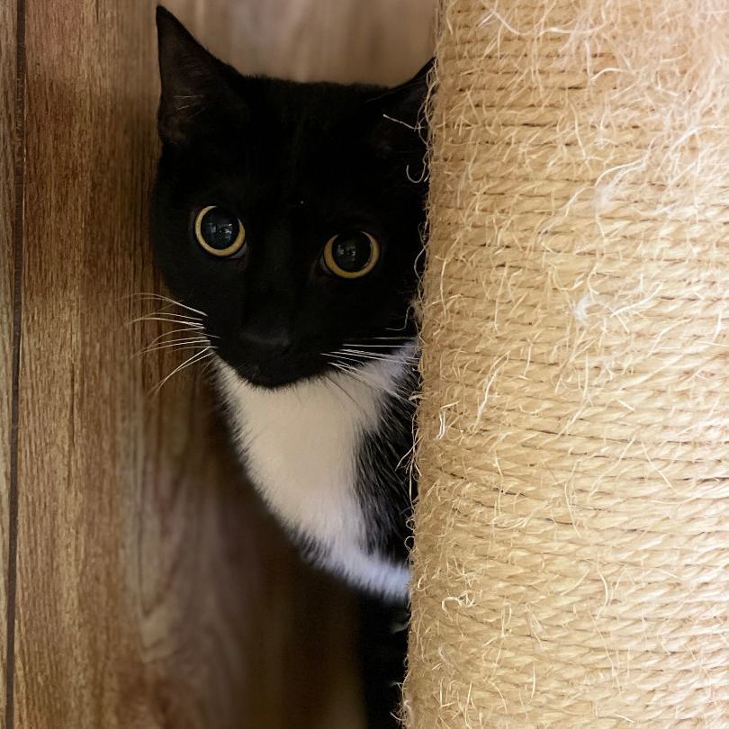 Tux, Adoptable, Young Female Domestic Short Hair.