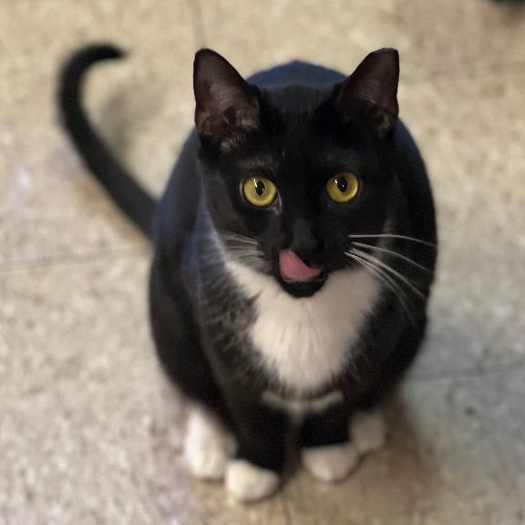 Tux, a Adoptable Domestic Short Hair in East Elmhurst, NY image 2/8