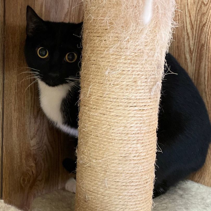 Tux, a Adoptable Domestic Short Hair in East Elmhurst, NY image 3/8