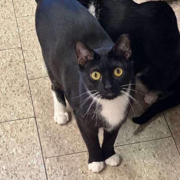 Tux, a Adoptable Domestic Short Hair in East Elmhurst, NY image 4/8