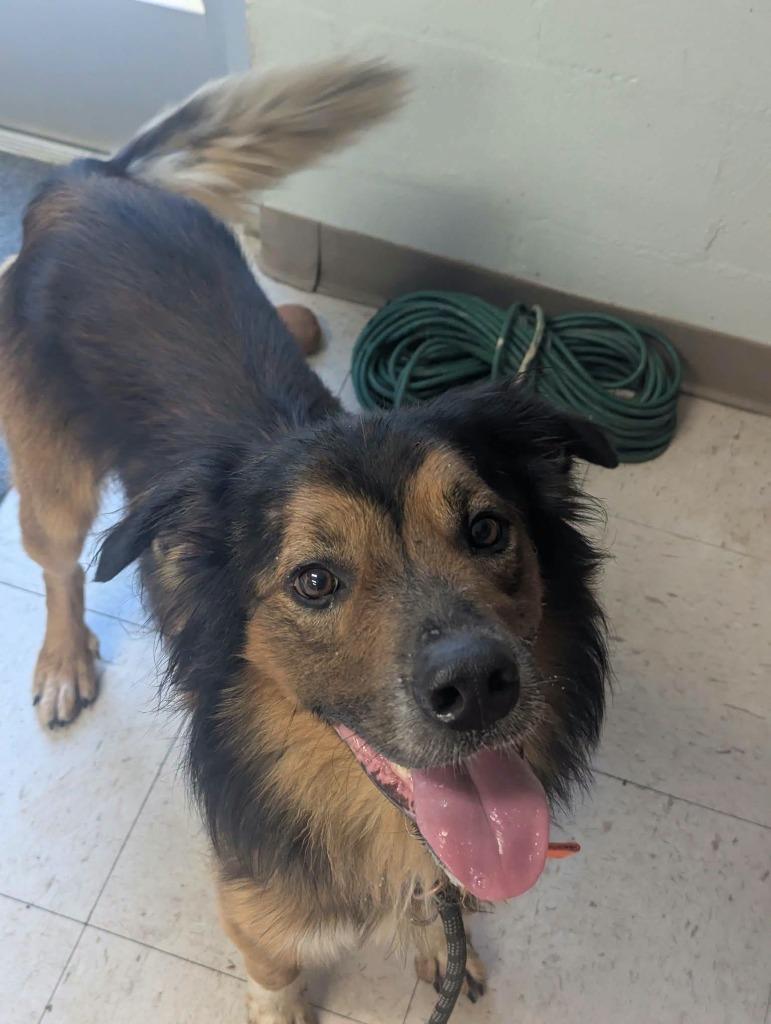 Roscoe, Adoptable, Adult Male English Shepherd.