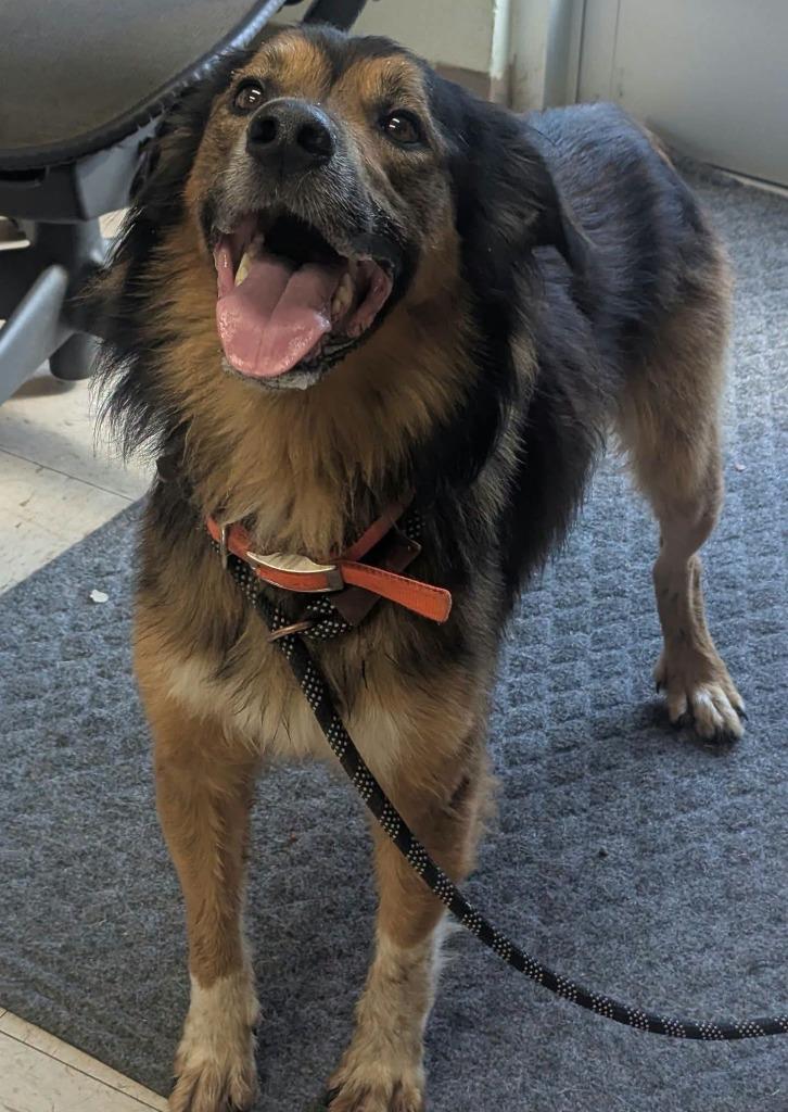 Enlarge Roscoe, a Adoptable English Shepherd in Waverly, TN image 2/2