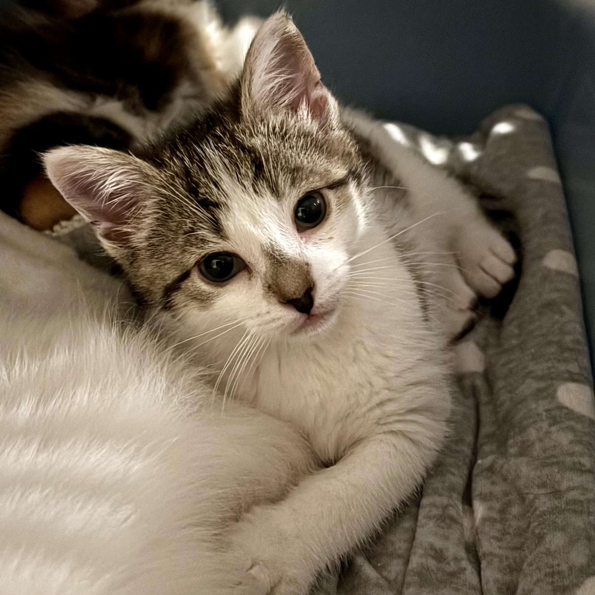 Cookie, ADOPTABLE, Kitten Female Domestic Short Hair.