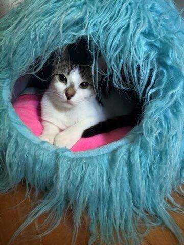 Enlarge Cookie, a Adoptable Domestic Short Hair in Ottawa, ON image 6/6