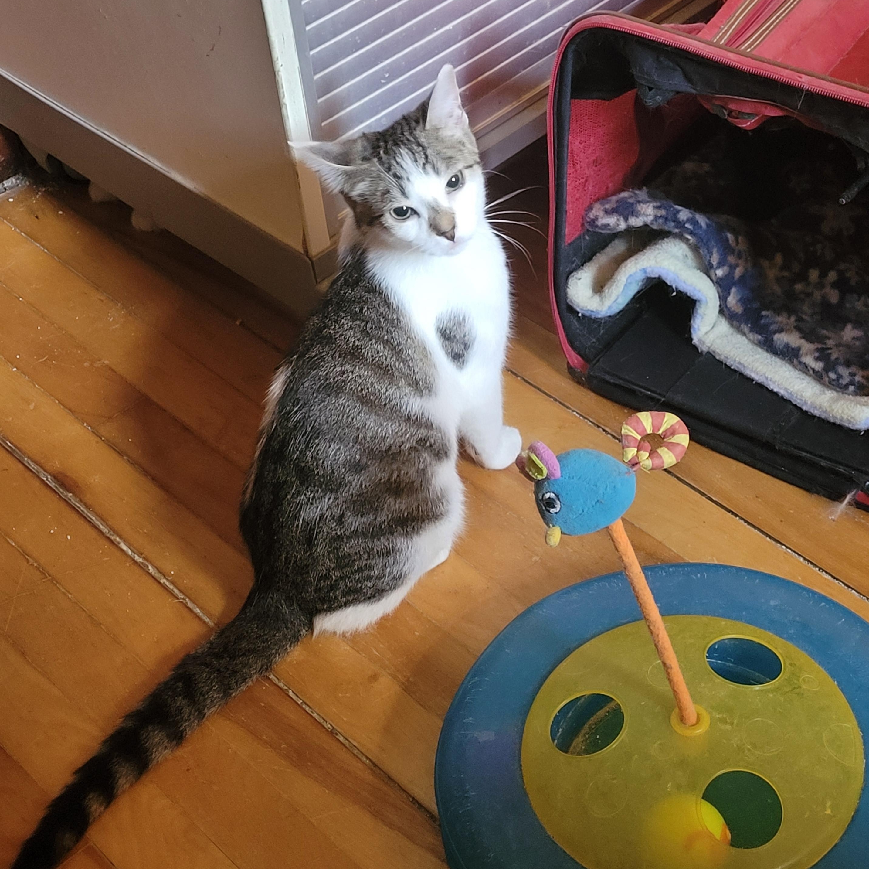Cookie, a ADOPTABLE Domestic Short Hair in Ottawa, ON image 2/6