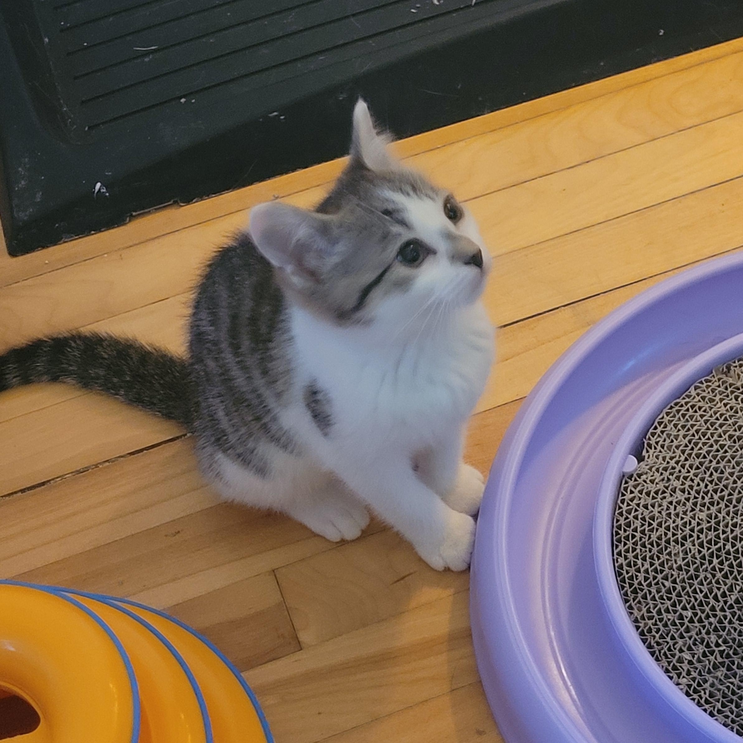 Cookie, a ADOPTABLE Domestic Short Hair in Ottawa, ON image 6/6