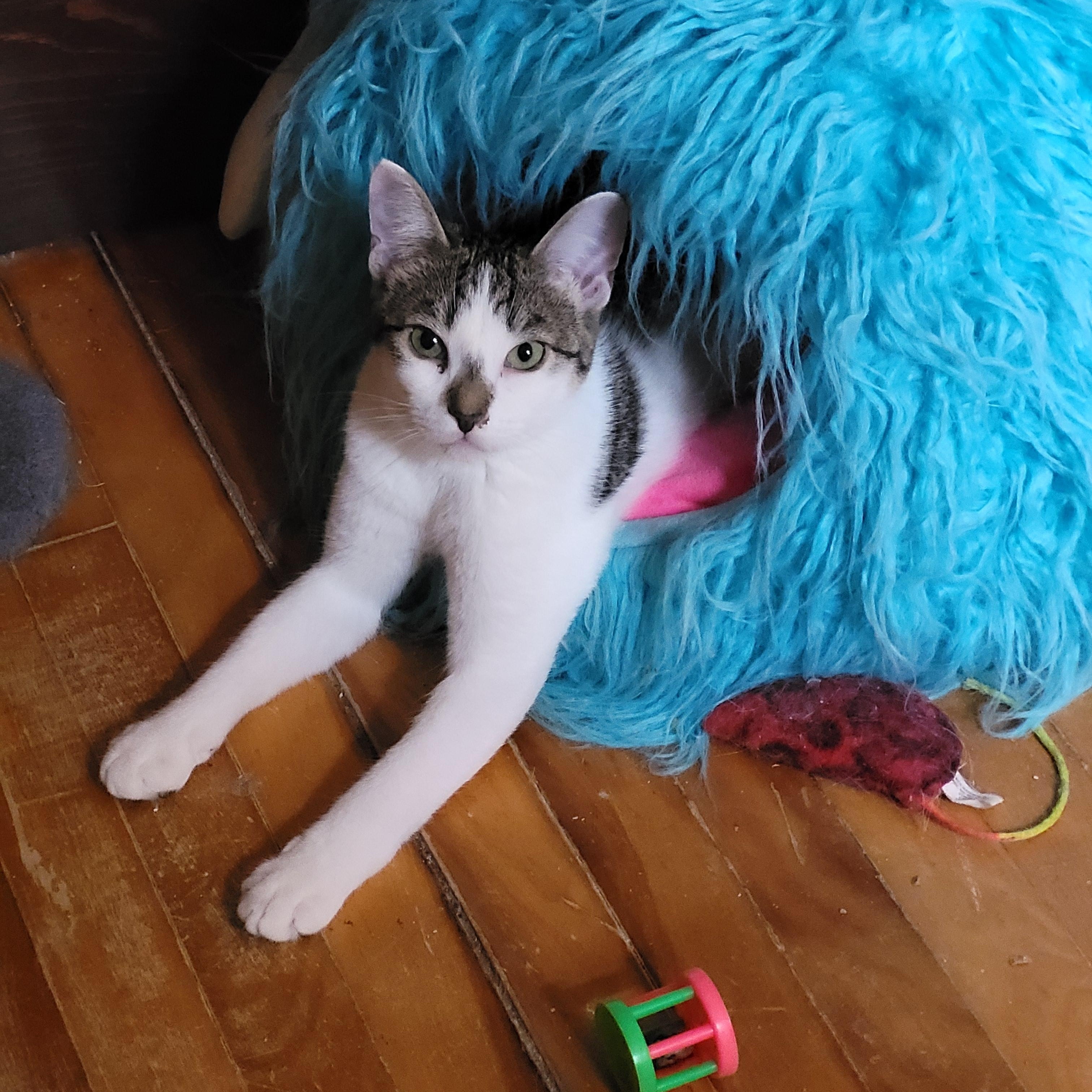 Cookie, Adoptable, Kitten Female Domestic Short Hair.