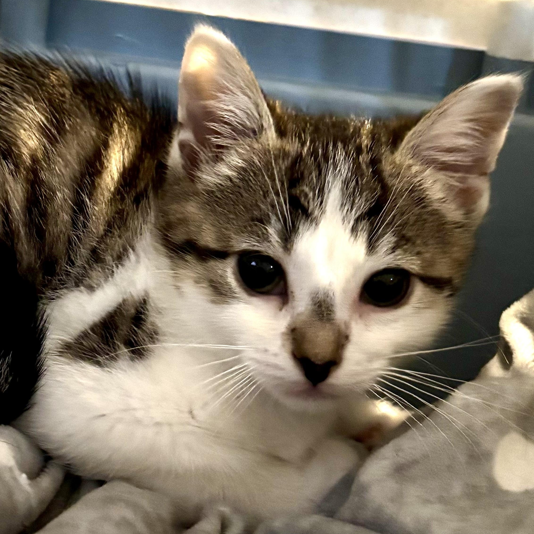Cookie, a ADOPTABLE Domestic Short Hair in Ottawa, ON image 4/6