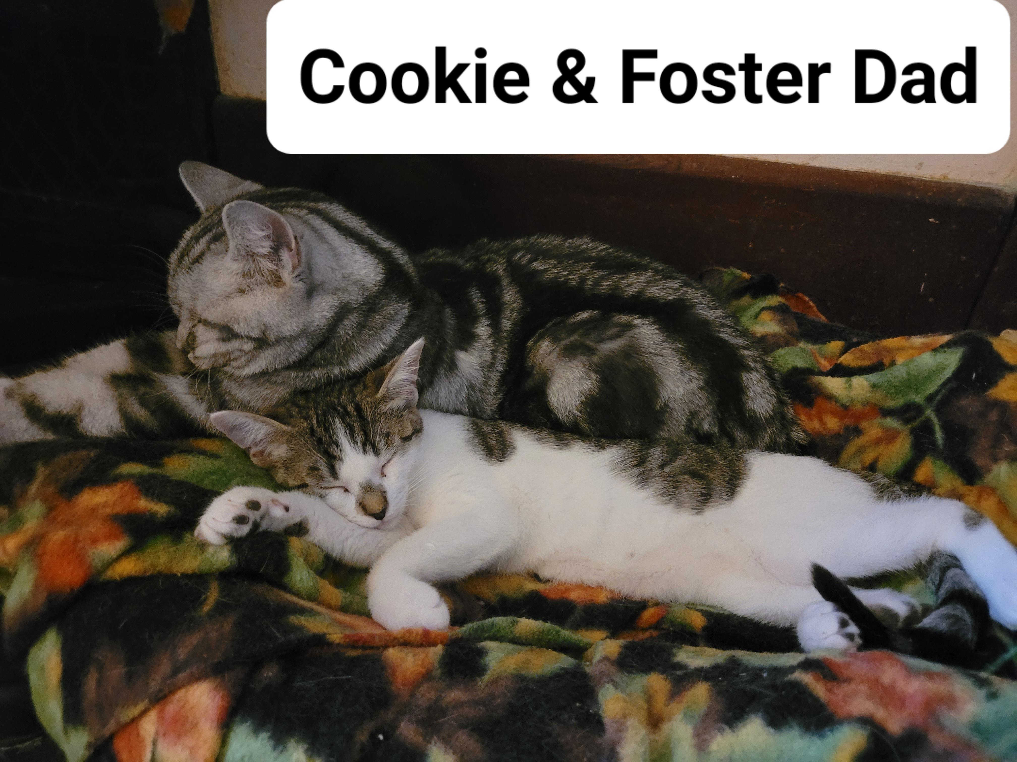 Cookie, a ADOPTABLE Domestic Short Hair in Ottawa, ON image 6/6