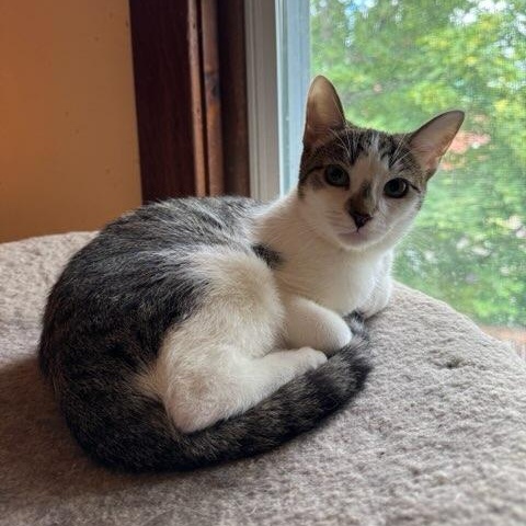 Enlarge Cookie, a Adoptable Domestic Short Hair in Ottawa, ON image 3/6