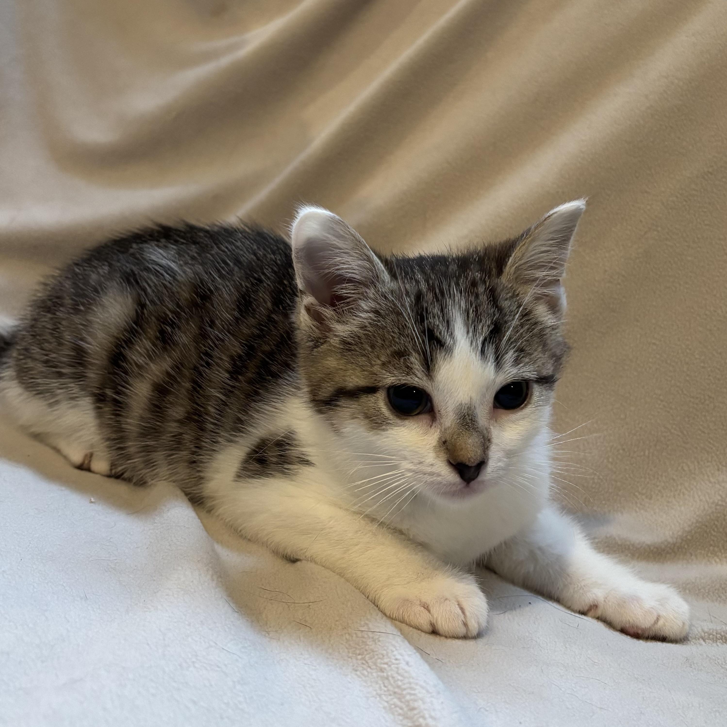 Cookie, a ADOPTABLE Domestic Short Hair in Ottawa, ON image 3/6