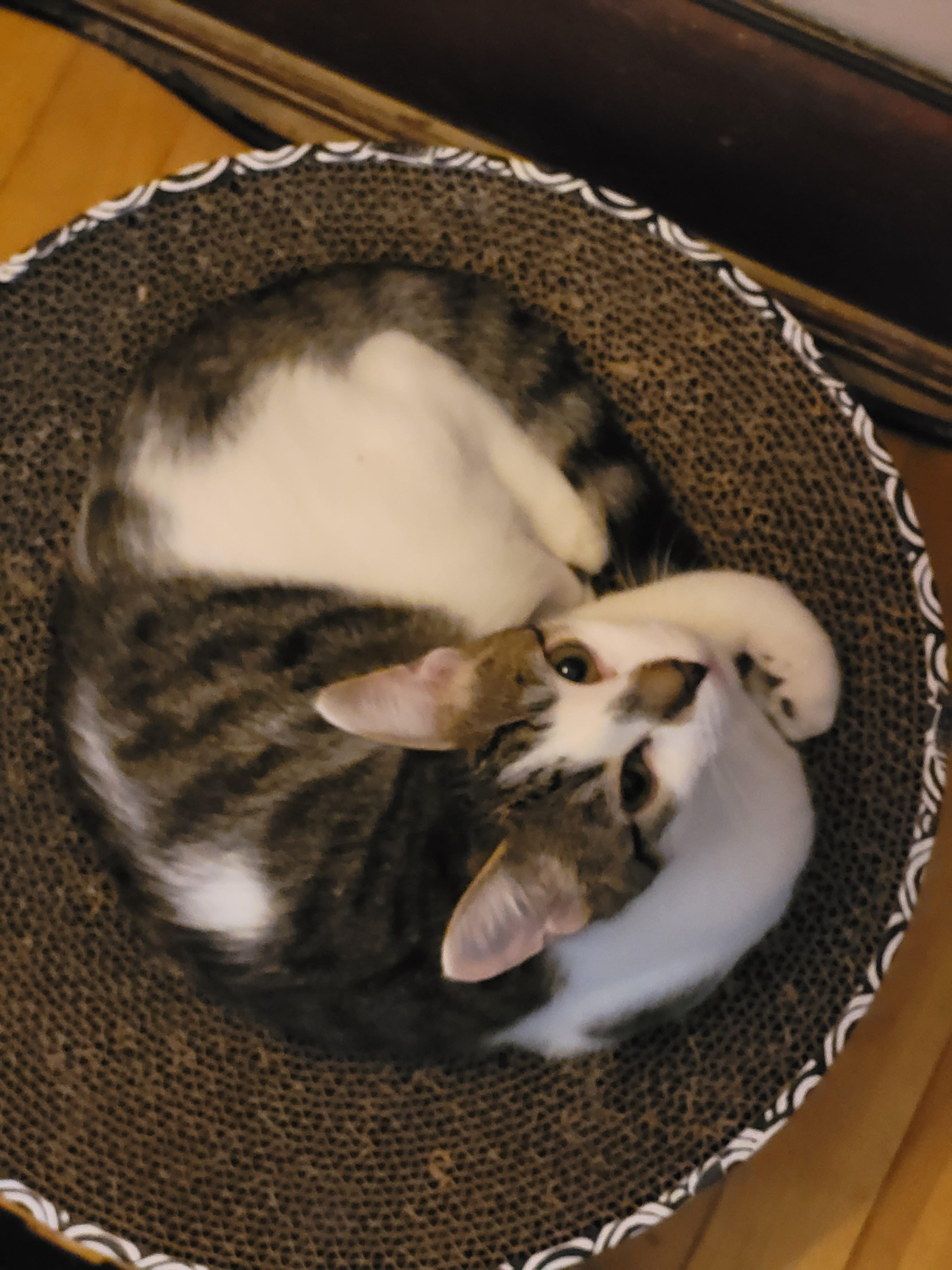 Enlarge Cookie, a Adoptable Domestic Short Hair in Ottawa, ON image 2/6