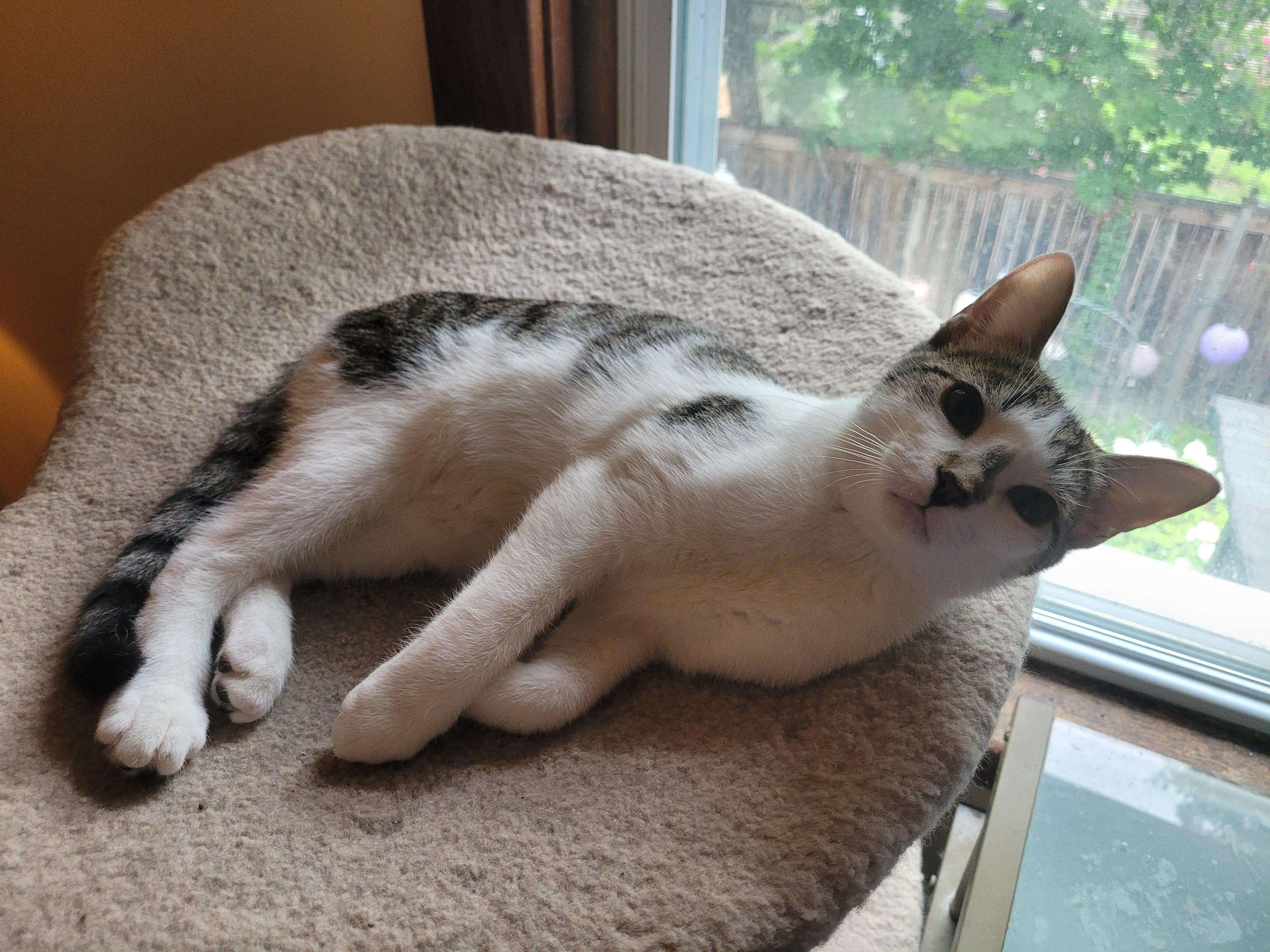 Cookie, ADOPTABLE, Kitten Female Domestic Short Hair.