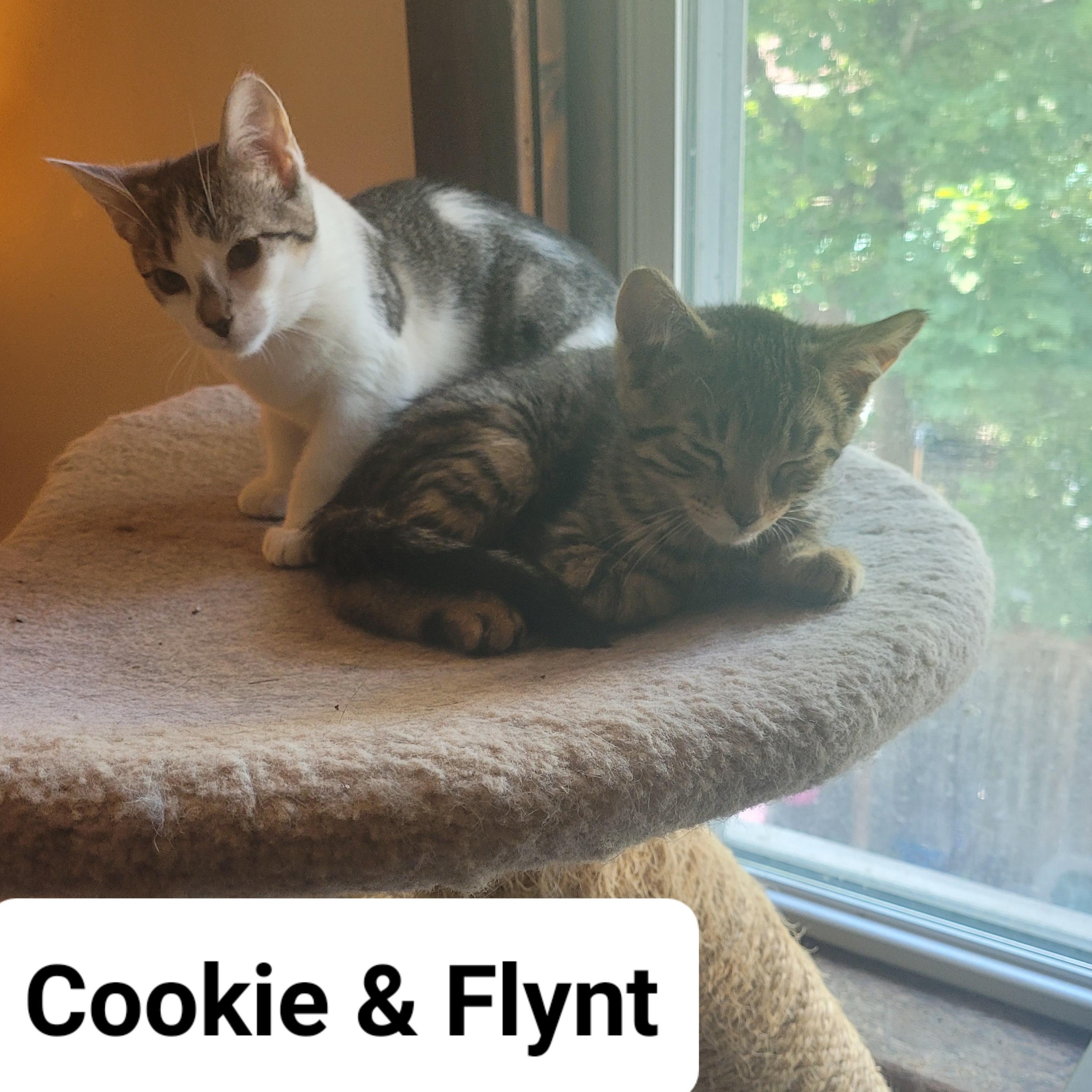 Cookie, a ADOPTABLE Domestic Short Hair in Ottawa, ON image 5/6