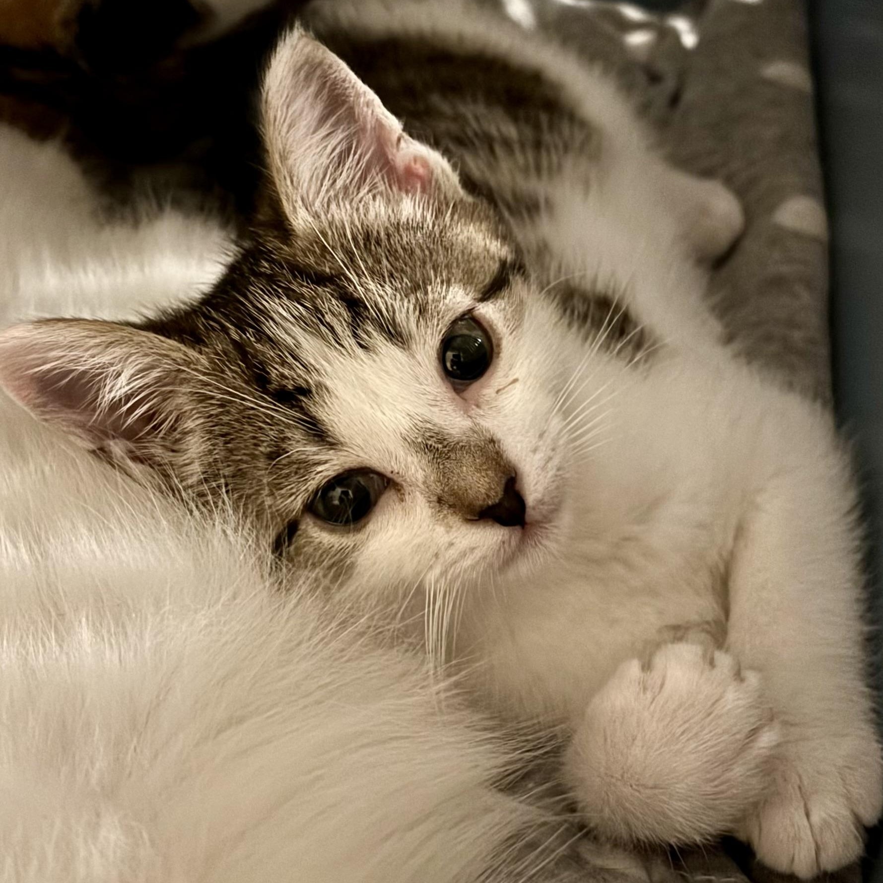 Cookie, a ADOPTABLE Domestic Short Hair in Ottawa, ON image 5/6