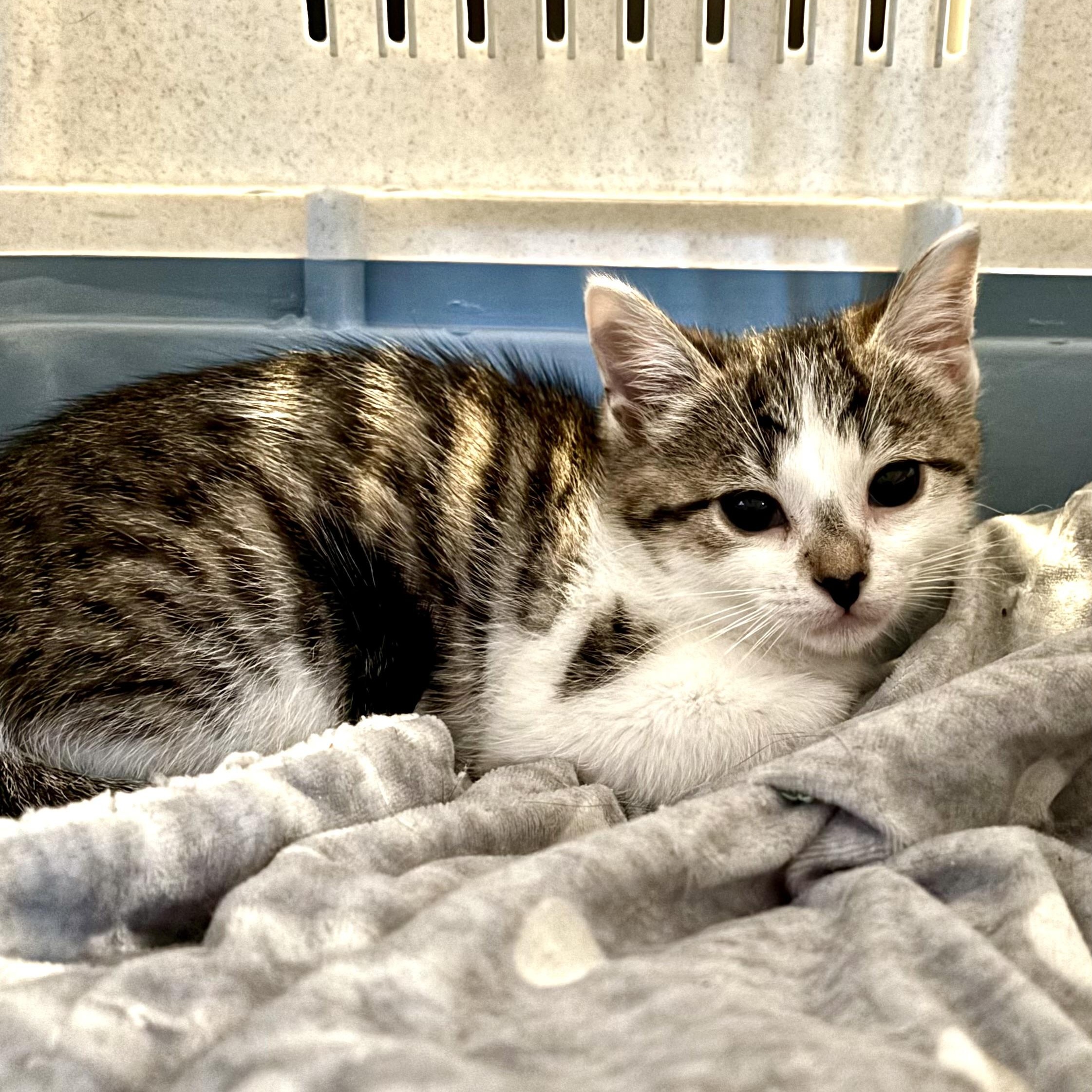 Cookie, a ADOPTABLE Domestic Short Hair in Ottawa, ON image 2/6