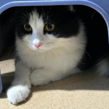 Enlarge Izzy, a ADOPTABLE mixed breed in Bolingbrook, IL image 5/6