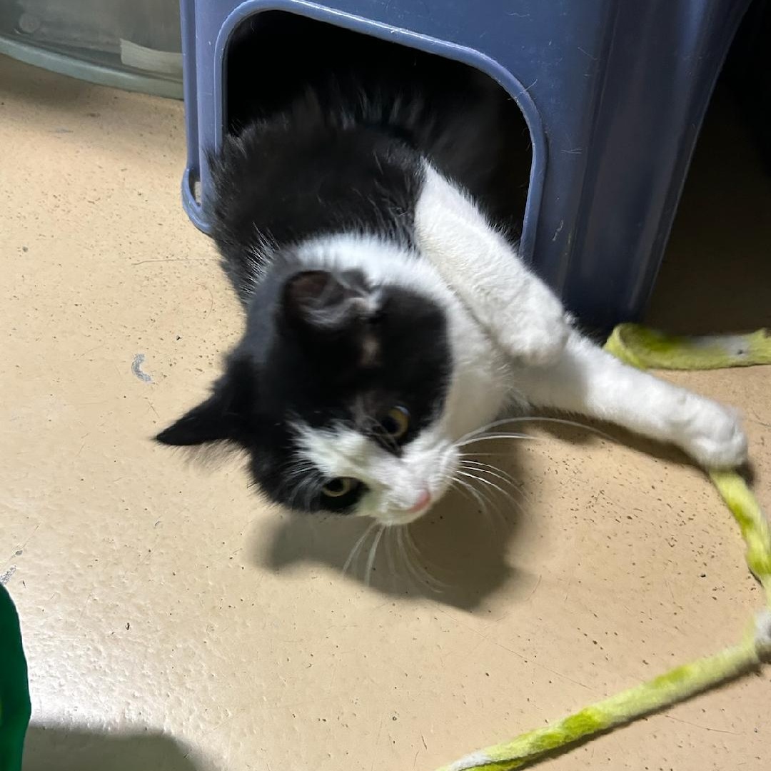 Enlarge Izzy, a ADOPTABLE mixed breed in Bolingbrook, IL image 1/6