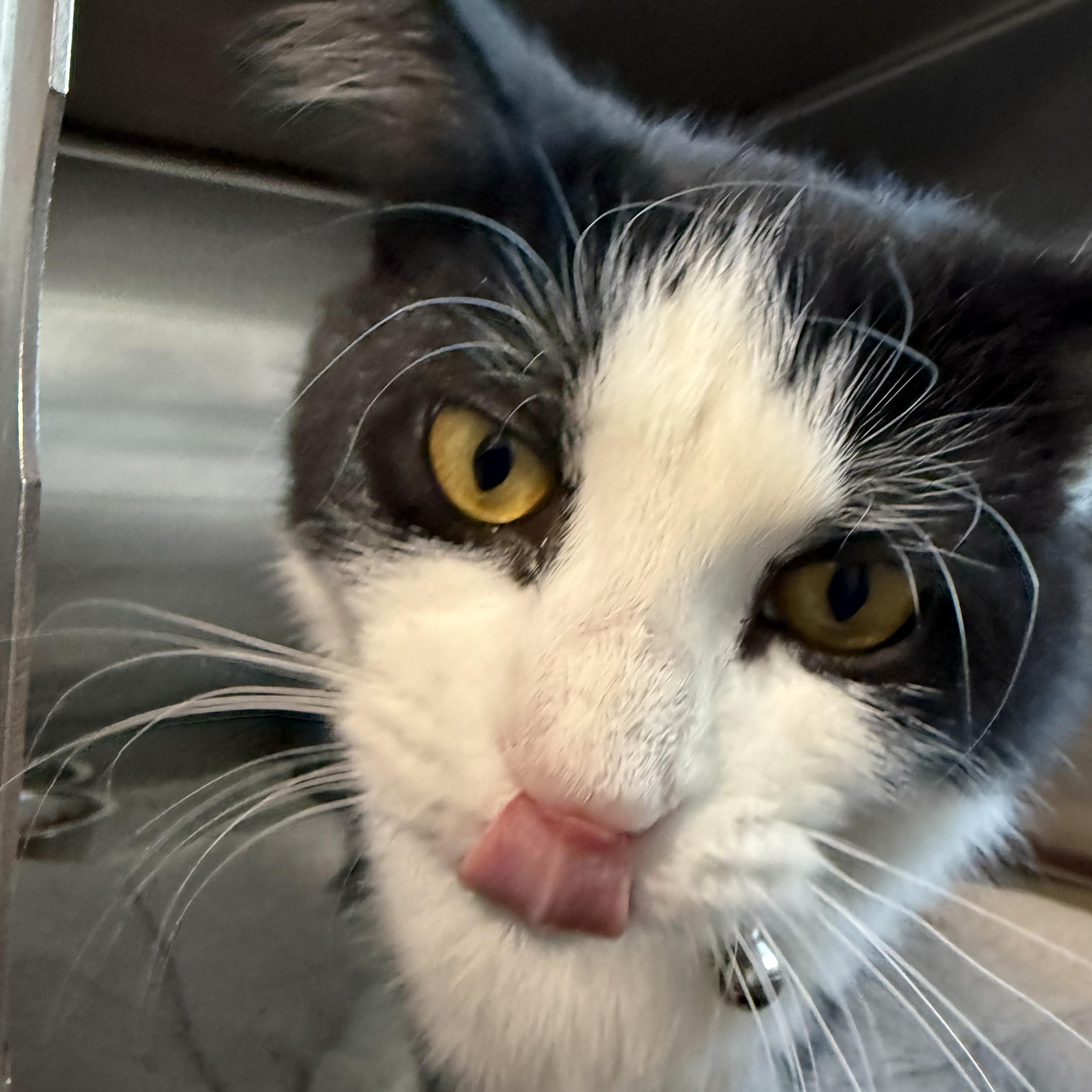 Enlarge Izzy, a ADOPTABLE mixed breed in Bolingbrook, IL image 2/6