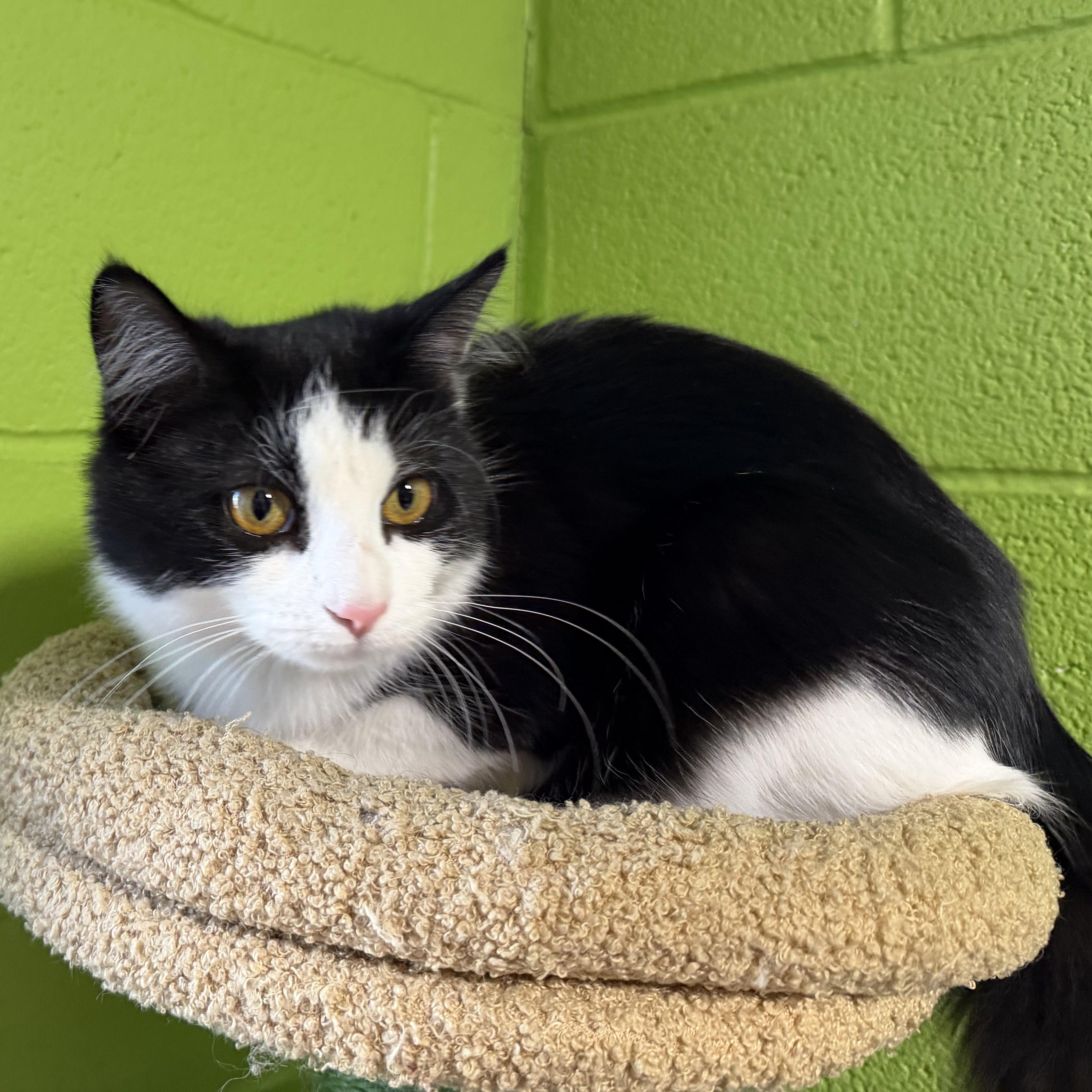 Enlarge Izzy, a ADOPTABLE mixed breed in Bolingbrook, IL image 6/6