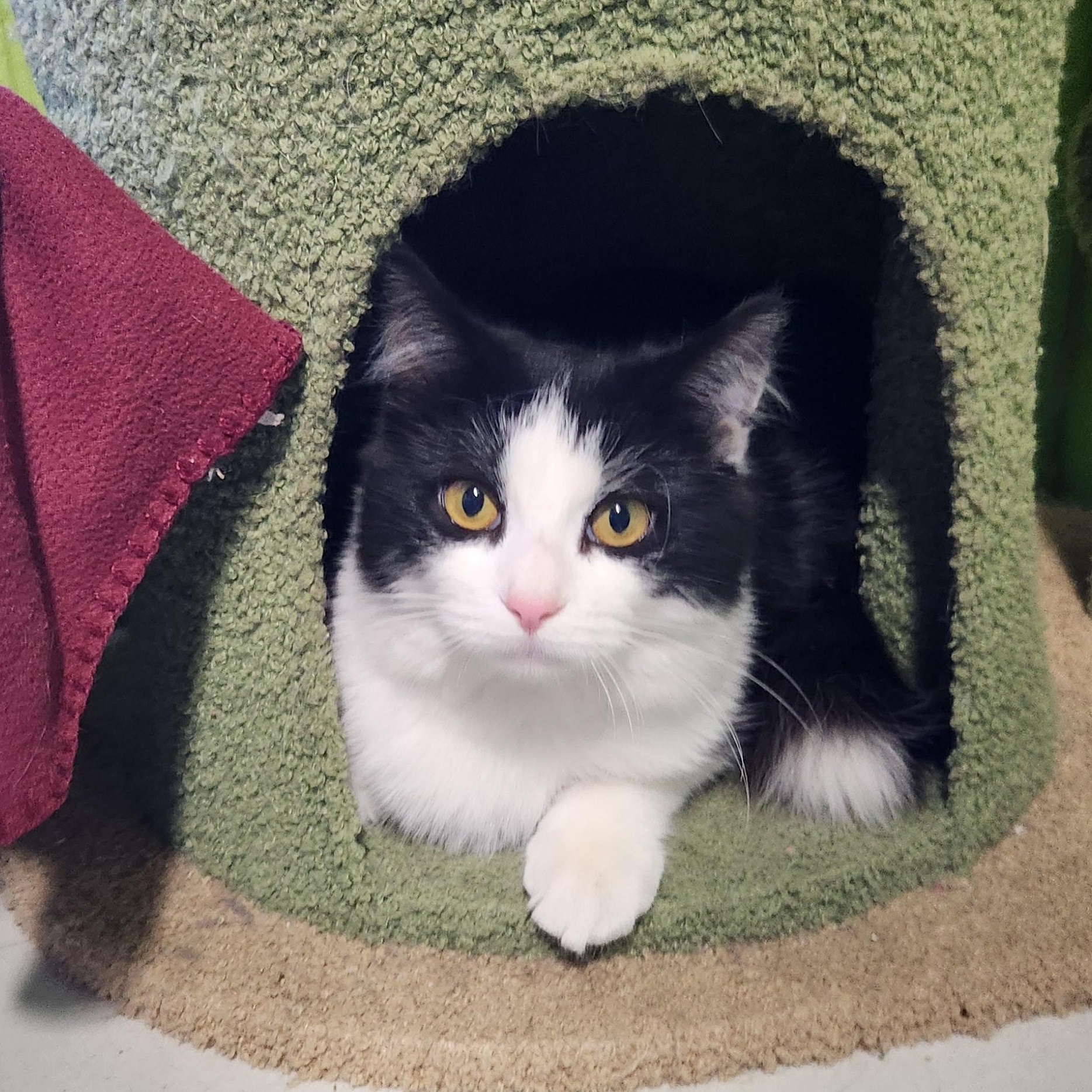 Enlarge Izzy, a ADOPTABLE mixed breed in Bolingbrook, IL image 4/6