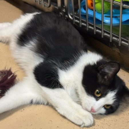 Enlarge Izzy, a ADOPTABLE mixed breed in Bolingbrook, IL image 3/6