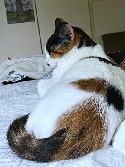 Sky, Adoptable, Adult Female Domestic Short Hair & Domestic Short Hair.