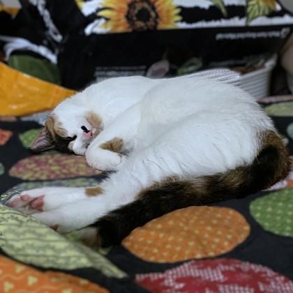Enlarge Sky, a Adoptable mixed breed in Washington, DC image 2/3