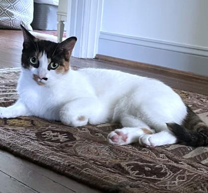 Enlarge Sky, a Adoptable mixed breed in Washington, DC image 3/3