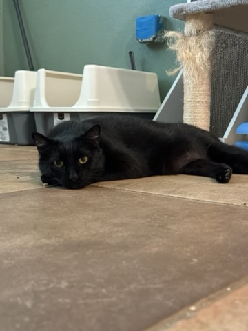 Enlarge Fang, an adopted Domestic Short Hair in Vacaville, CA image 5/5