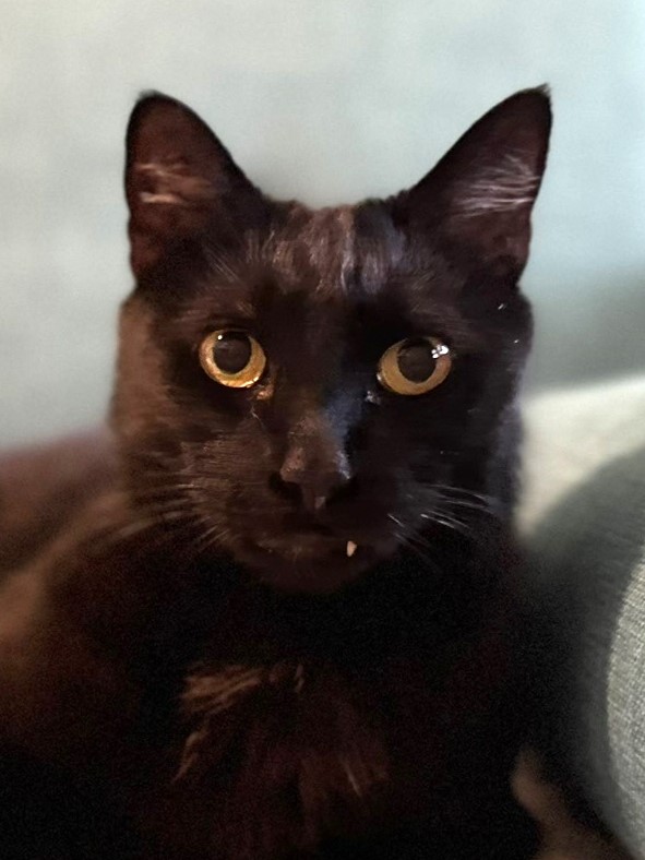 Enlarge Fang, an adopted Domestic Short Hair in Vacaville, CA image 1/5