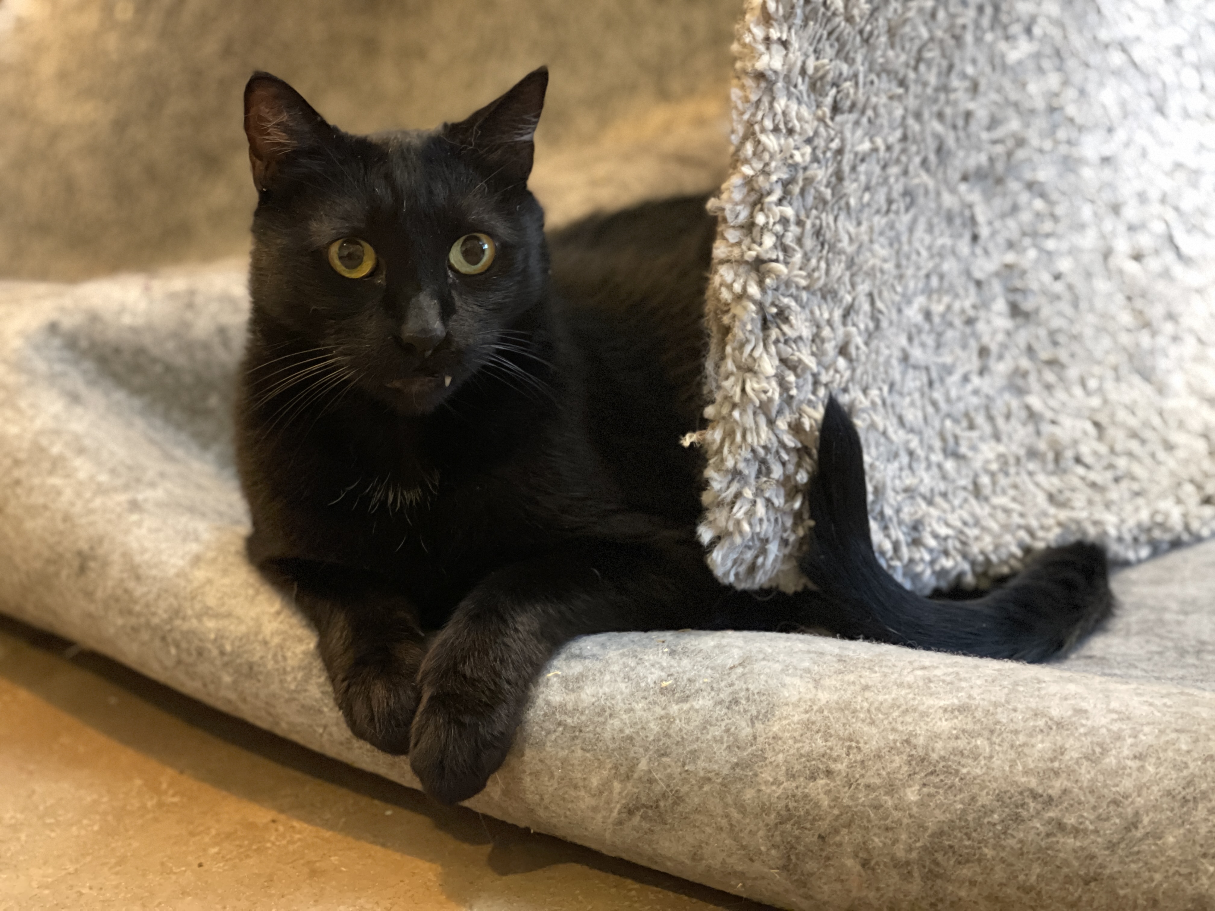 Enlarge Fang, an adopted Domestic Short Hair in Vacaville, CA image 2/5