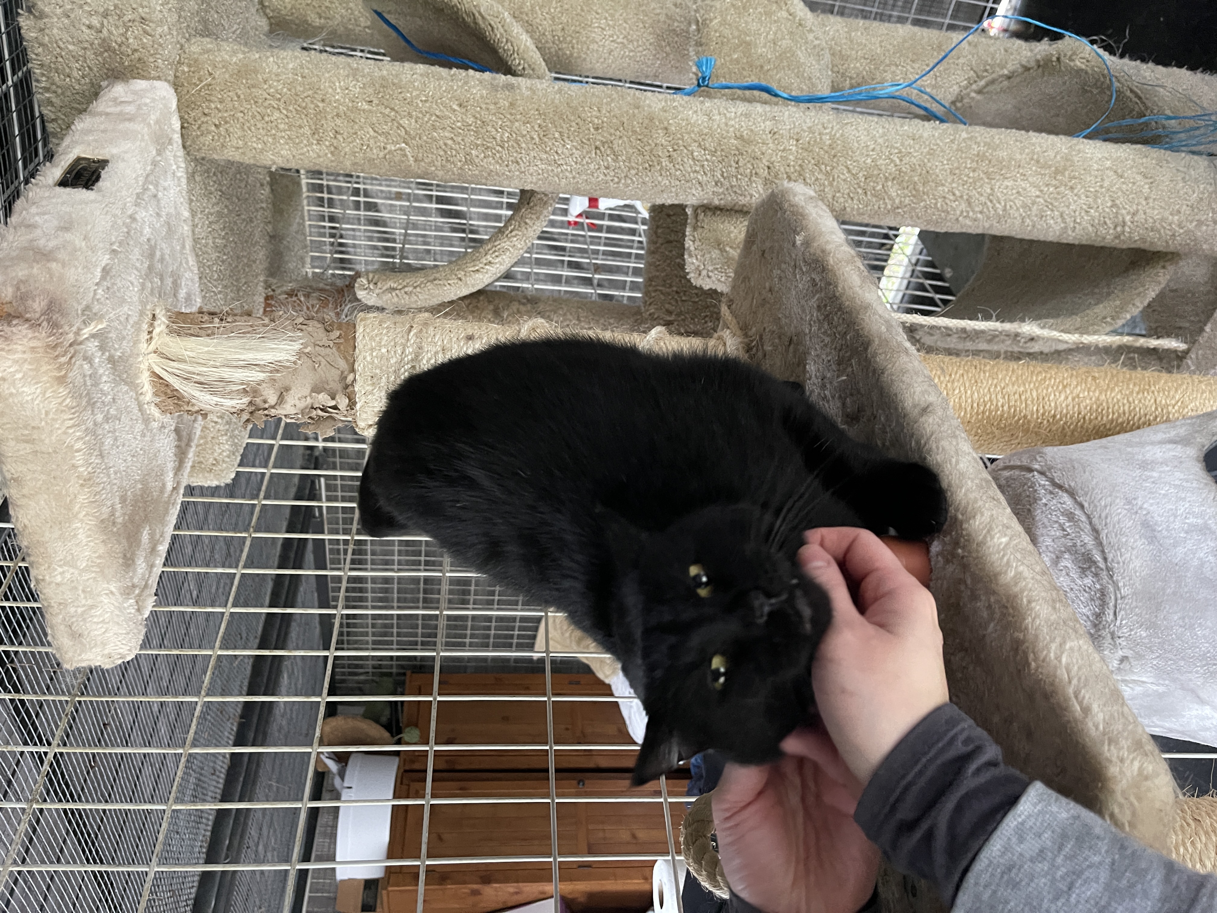 Enlarge Fang, an adopted Domestic Short Hair in Vacaville, CA image 4/5