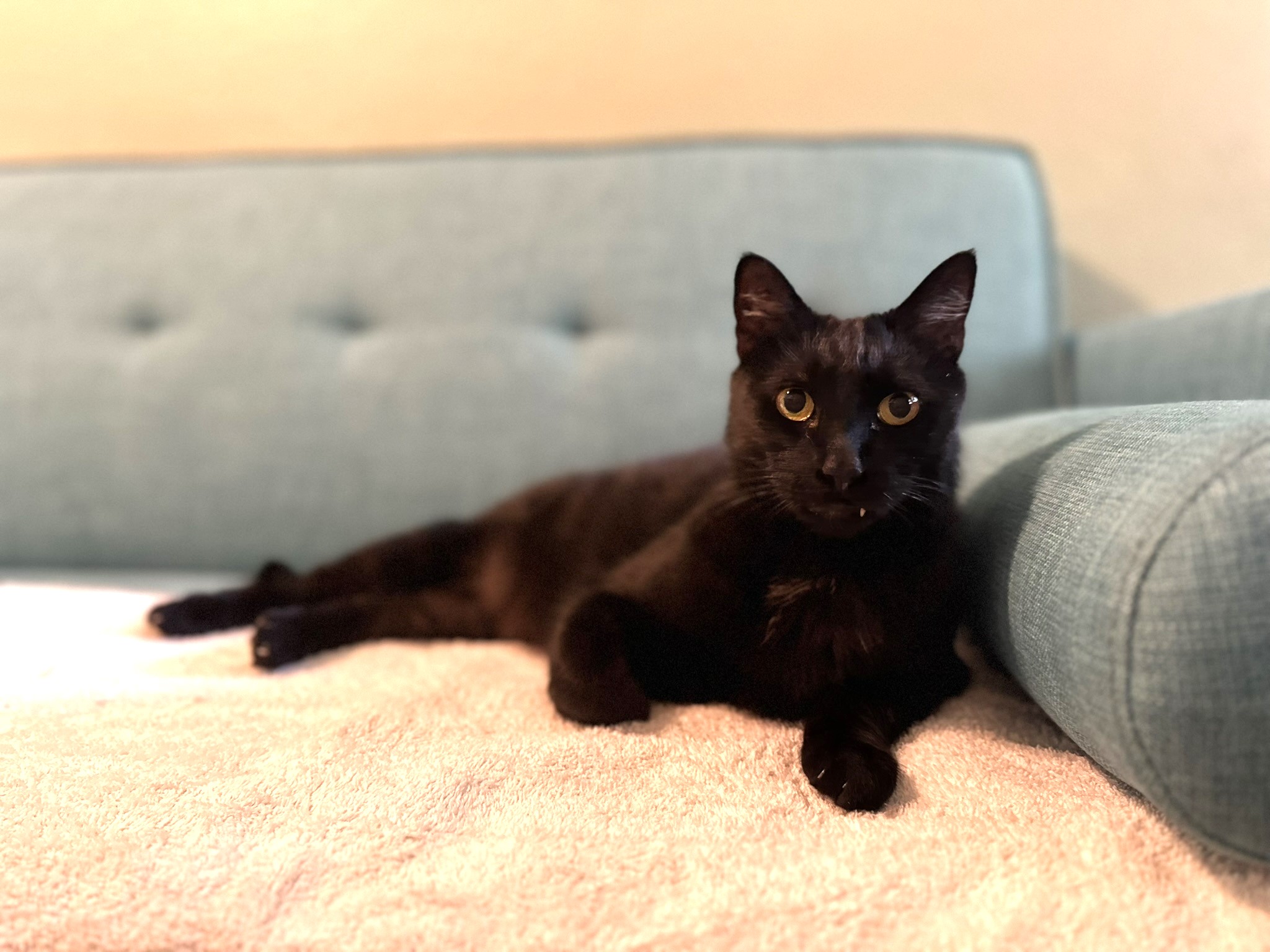 Enlarge Fang, an adopted Domestic Short Hair in Vacaville, CA image 3/5