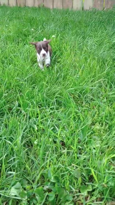 Enlarge Lena, a ADOPTABLE mixed breed in Jeffersonville, IN video 4/4