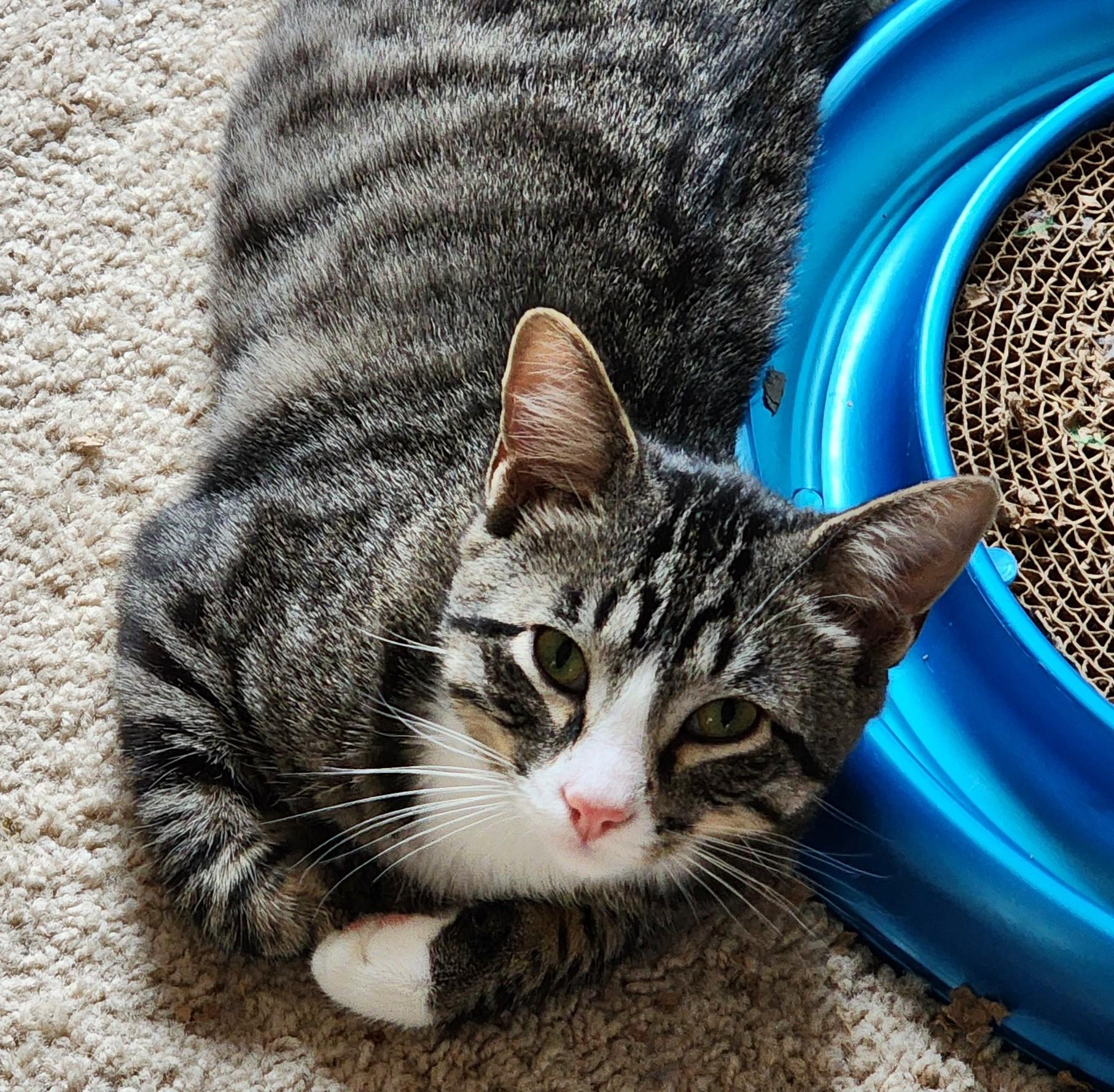 Bean*ADOPTION*PENDING photo 2