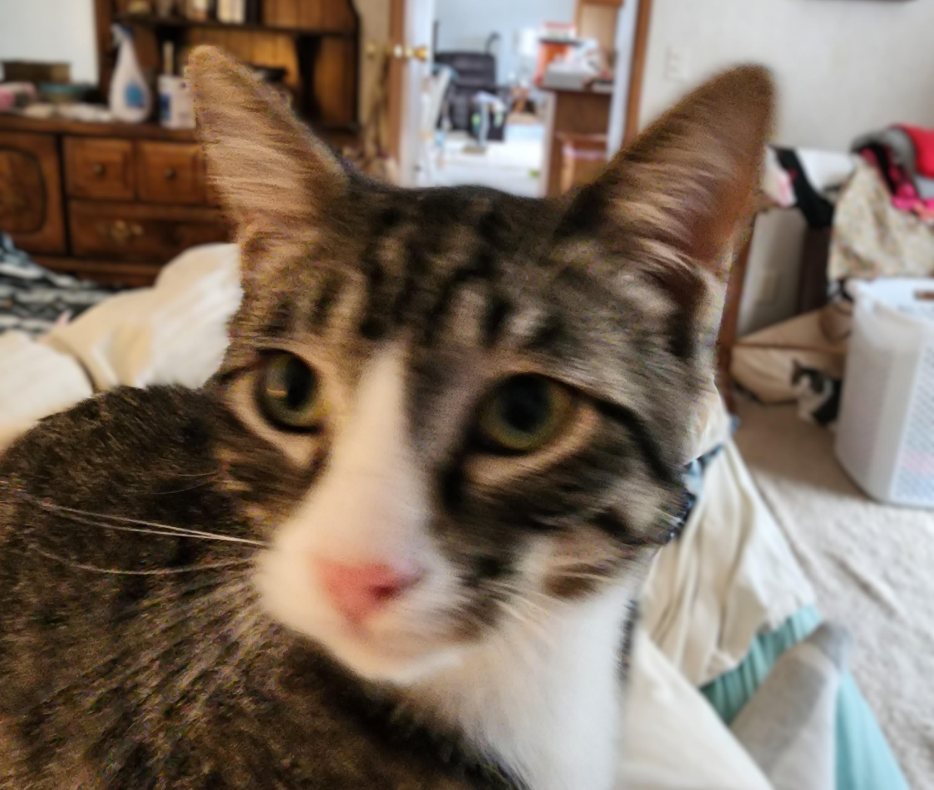 Bean*ADOPTION*PENDING photo 5