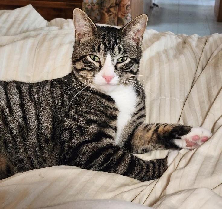 Bean*ADOPTION*PENDING, Young Male Tabby