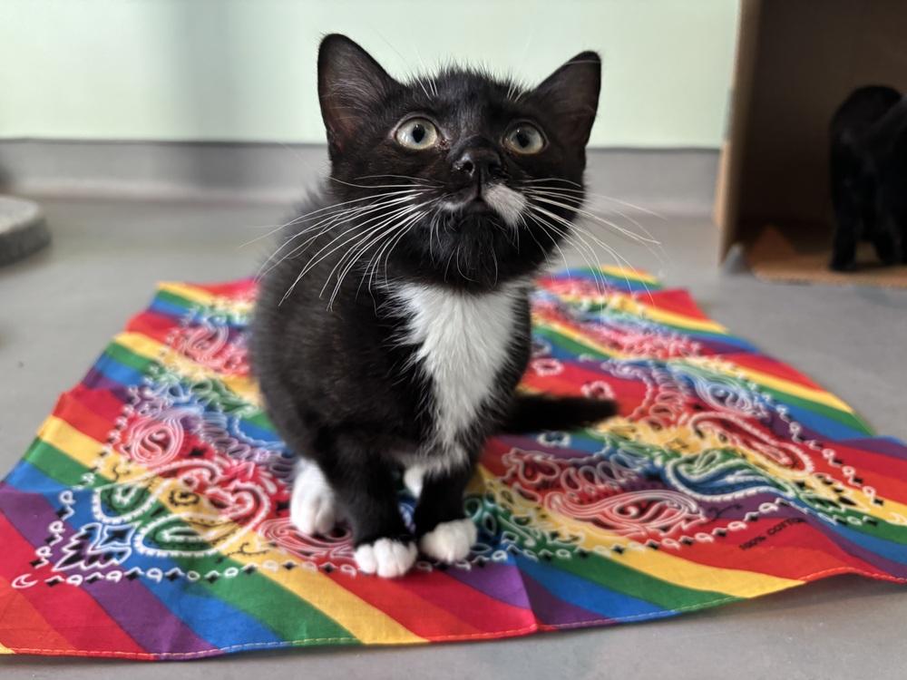 Enlarge Eggs, a Adoptable Domestic Short Hair in Norristown, PA image 2/2