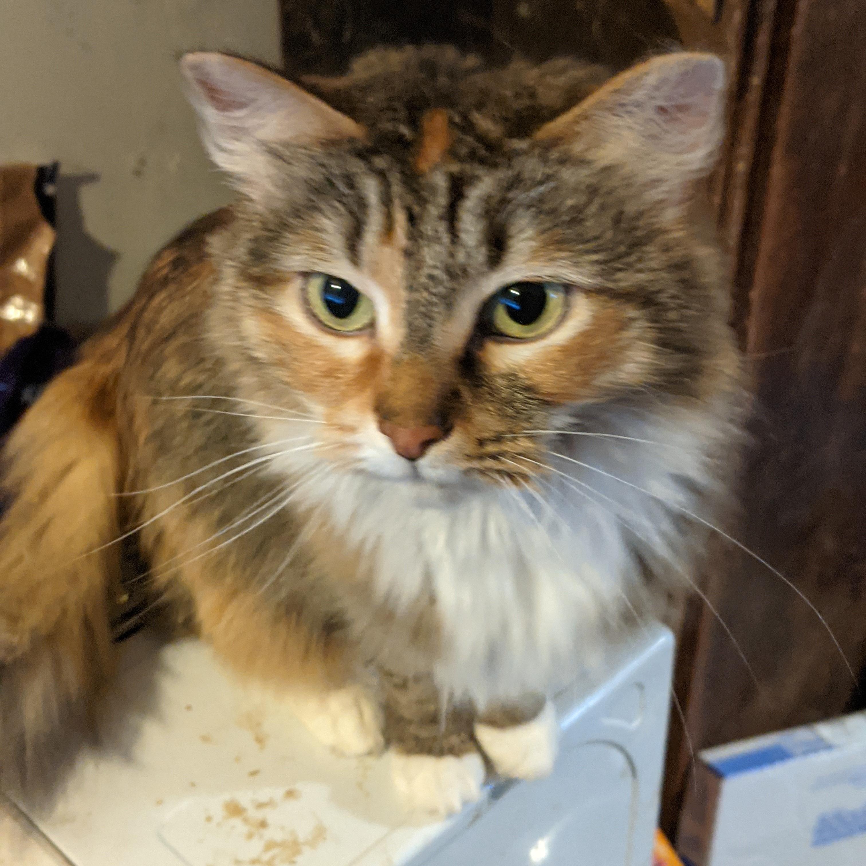 Enlarge Cassie, an adopted Domestic Long Hair in Charlotte, NC image 2/3